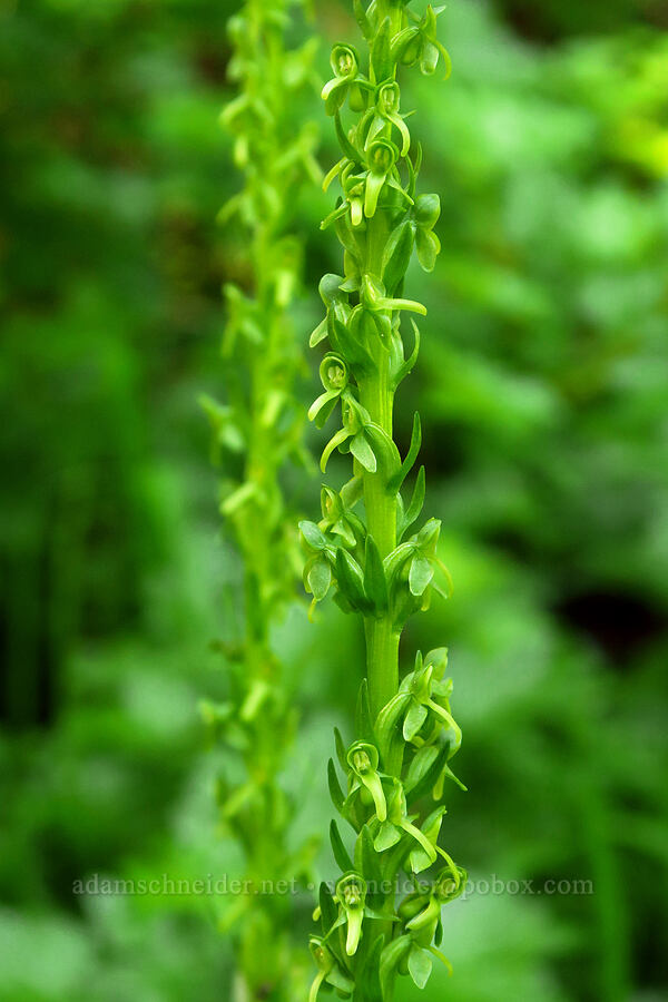 slender green bog orchid (Platanthera stricta) [Moon Point Trail, Willamette National Forest, Lane County, Oregon]