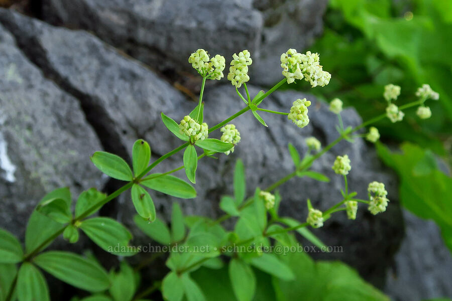 Oregon bedstraw (Galium oreganum) [Warner Mountain, Willamette National Forest, Lane County, Oregon]