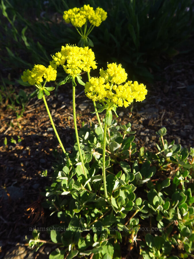 sulphur-flower buckwheat (Eriogonum umbellatum) [Warner Mountain, Willamette National Forest, Lane County, Oregon]