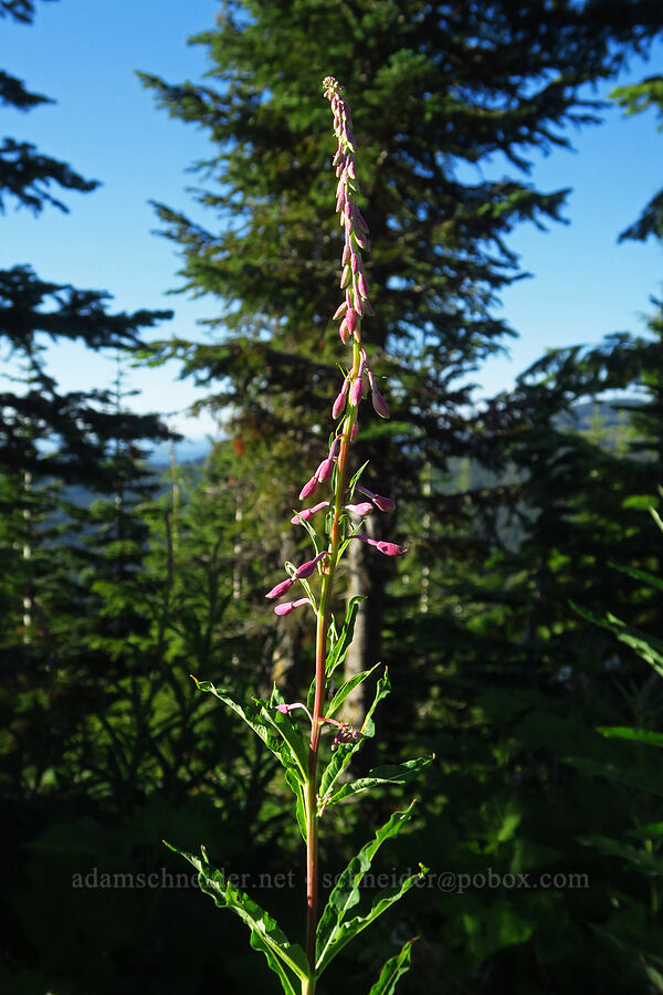 fireweed, budding (Chamerion angustifolium (Chamaenerion angustifolium) (Epilobium angustifolium)) [Warner Mountain, Willamette National Forest, Lane County, Oregon]