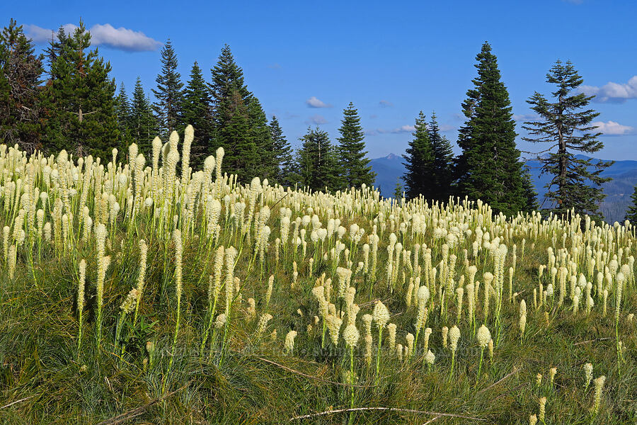 beargrass (Xerophyllum tenax) [Warner Mountain, Willamette National Forest, Lane County, Oregon]
