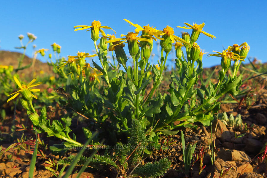 dwarf mountain ragwort (Senecio fremontii var. fremontii) [South Loop Road, Steens Mountain, Harney County, Oregon]