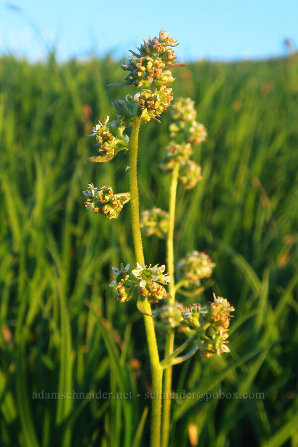 Oregon saxifrage (Micranthes oregana (Saxifraga oregana)) [South Loop Road, Steens Mountain, Harney County, Oregon]