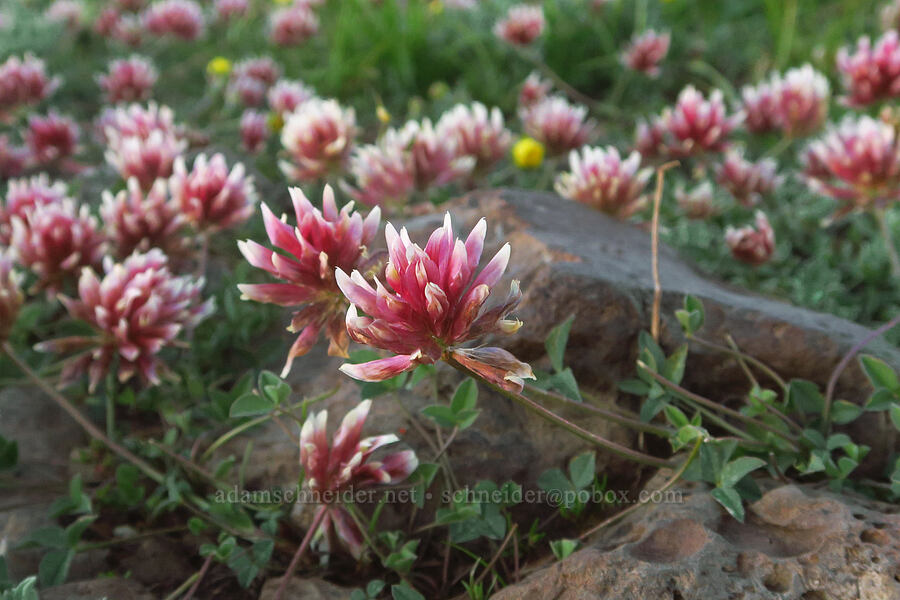 many-stalked clover (Trifolium longipes var. multipedunculatum) [South Loop Road, Steens Mountain, Harney County, Oregon]