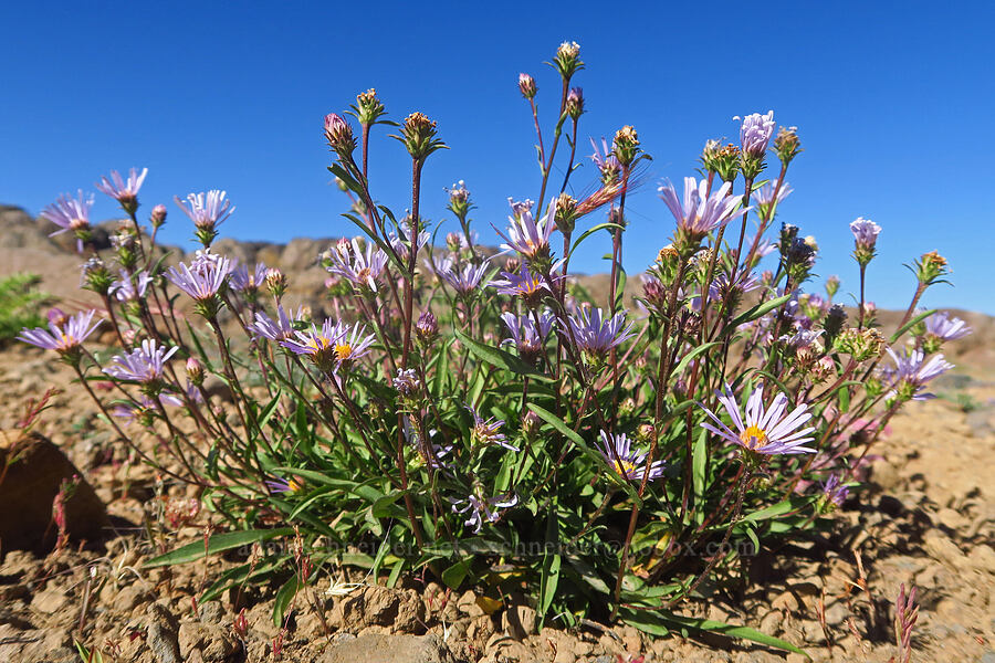 low-growing asters (Symphyotrichum sp. (Aster sp.)) [Big Indian Headwall Trail, Steens Mountain, Harney County, Oregon]