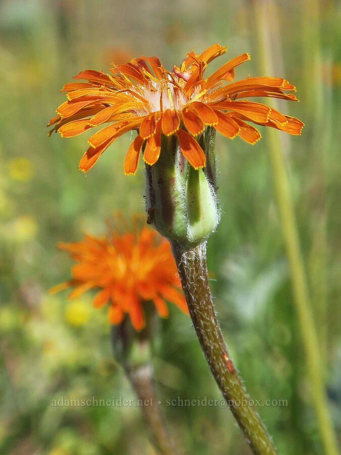 orange agoseris (Agoseris aurantiaca) [Big Indian Headwall Trail, Steens Mountain, Harney County, Oregon]