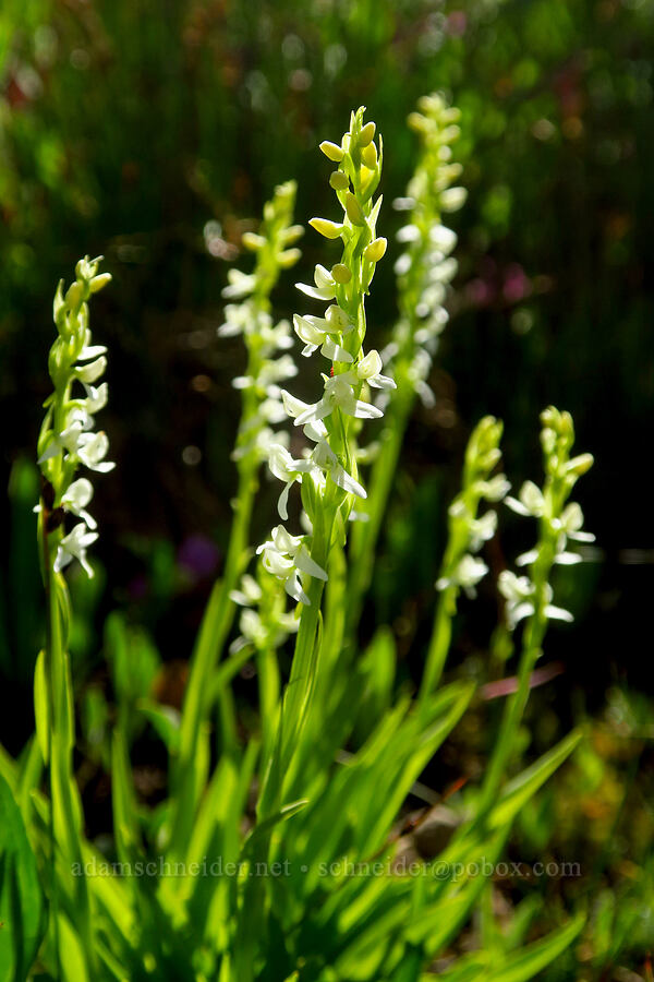 white bog orchids (Platanthera dilatata (Habenaria dilatata)) [Big Indian Headwall Trail, Steens Mountain, Harney County, Oregon]