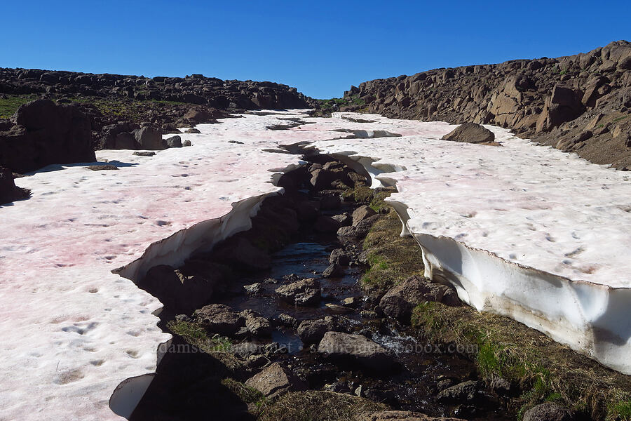 divided snowfield [Big Indian Headwall Trail, Steens Mountain, Harney County, Oregon]