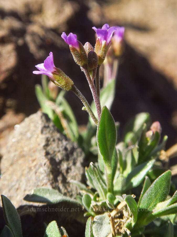 small purple rock-cress (Boechera sp.) [Big Indian Headwall Trail, Steens Mountain, Harney County, Oregon]