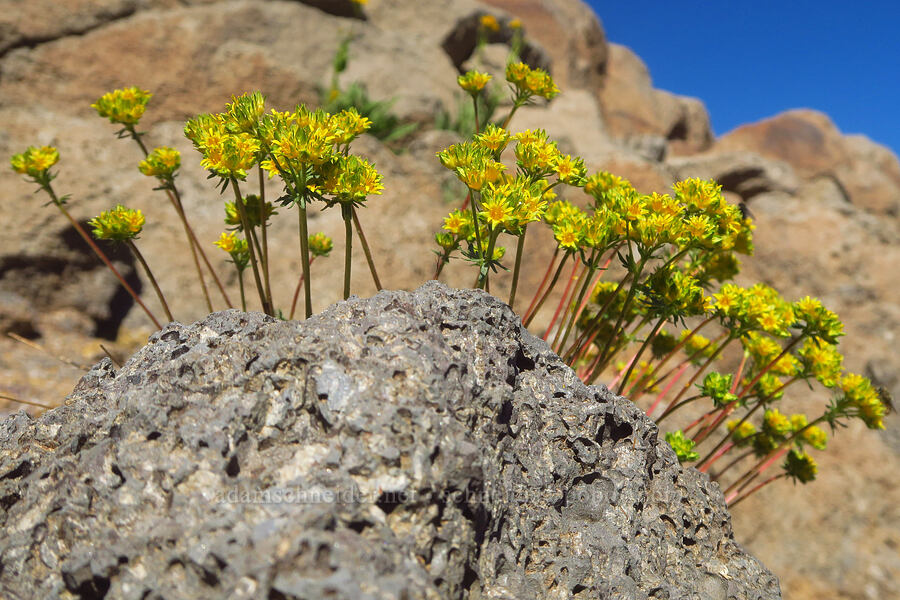alpine ivesia (Ivesia gordonii var. ursinorum) [Big Indian Headwall Trail, Steens Mountain, Harney County, Oregon]