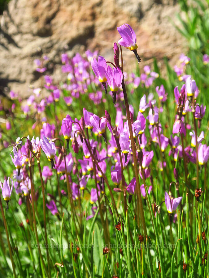 alpine shooting stars (Dodecatheon alpinum (Primula tetrandra)) [Big Indian Headwall Trail, Steens Mountain, Harney County, Oregon]