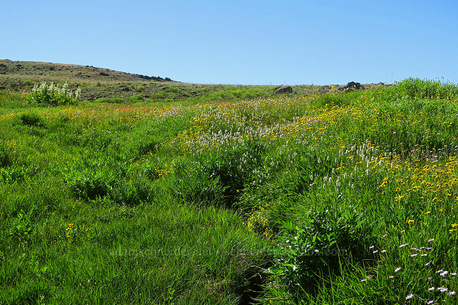 wildflowers (Arnica sp., Bistorta bistortoides (Polygonum bistortoides), Castilleja miniata, Erythranthe tilingii (Mimulus tilingii)) [Big Indian Headwall Trail, Steens Mountain, Harney County, Oregon]