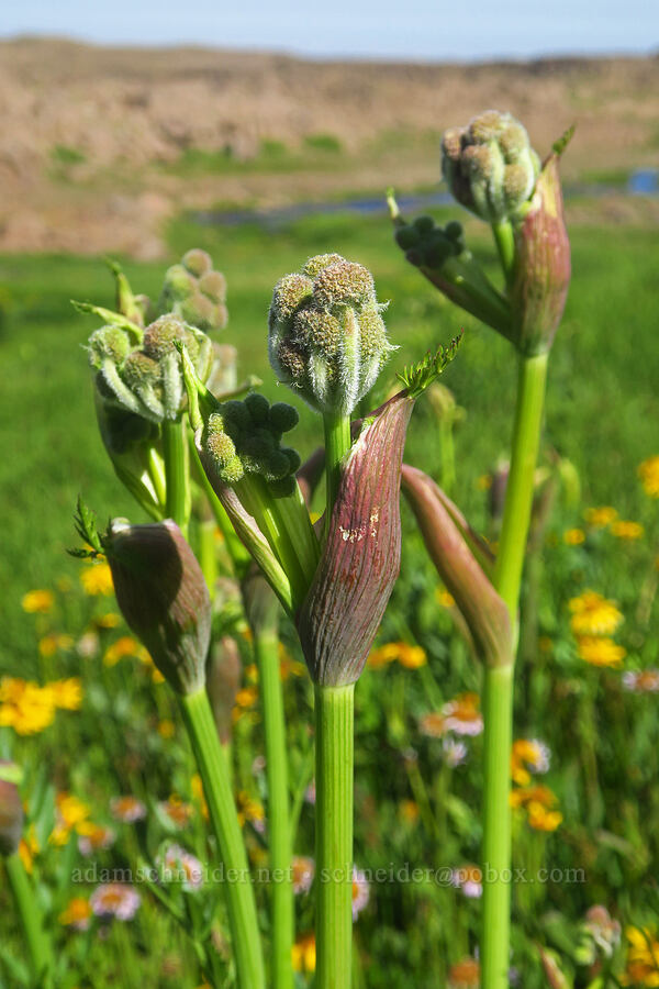 ranger buttons, budding (Sphenosciadium capitellatum (Angelica capitellata)) [Big Indian Headwall Trail, Steens Mountain, Harney County, Oregon]