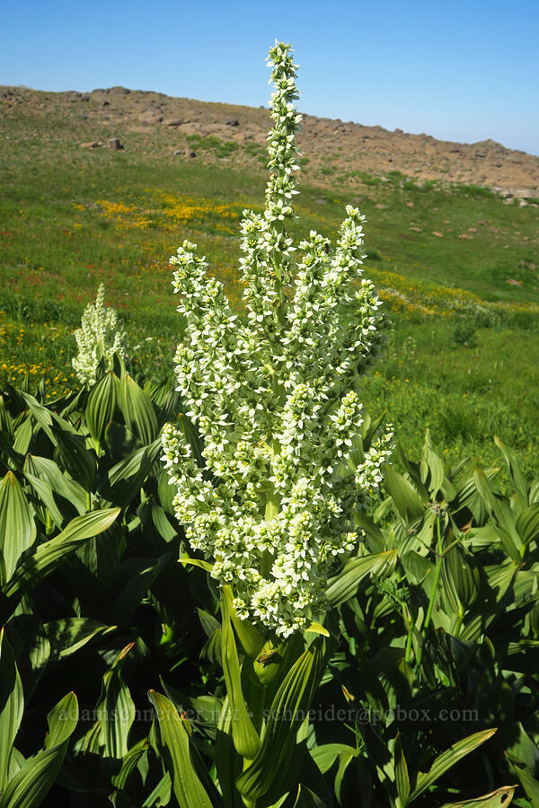 California corn lilies (Veratrum californicum var. californicum) [Big Indian Headwall Trail, Steens Mountain, Harney County, Oregon]