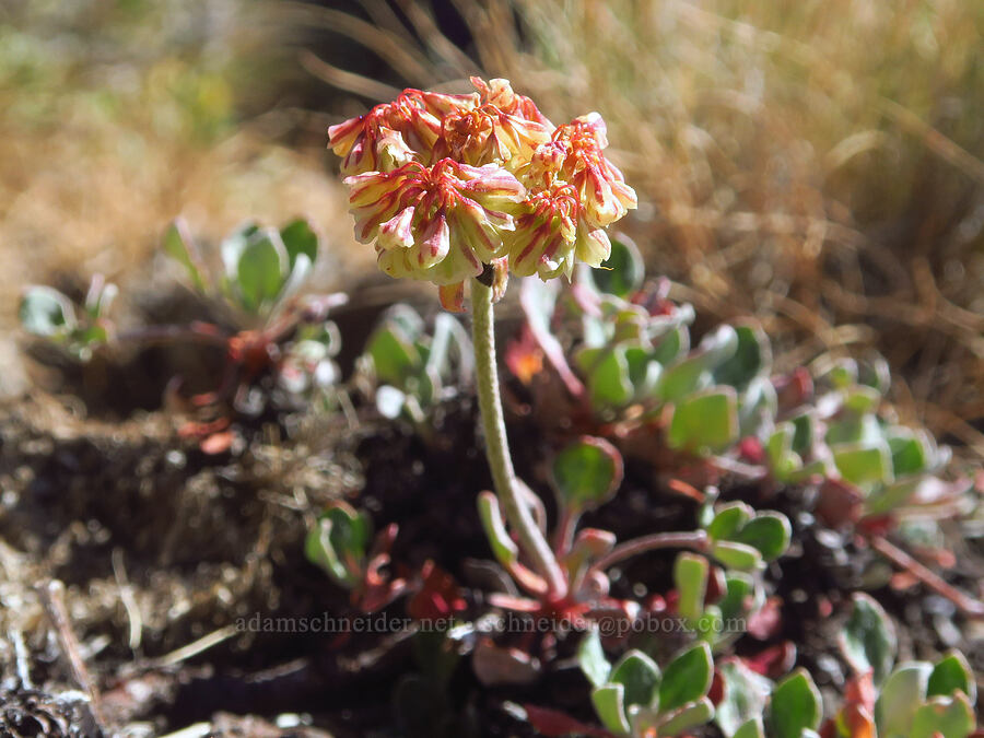 bi-color sulphur-flower buckwheat (Eriogonum umbellatum var. dichrocephalum) [Big Indian Canyon Headwall, Steens Mountain, Harney County, Oregon]