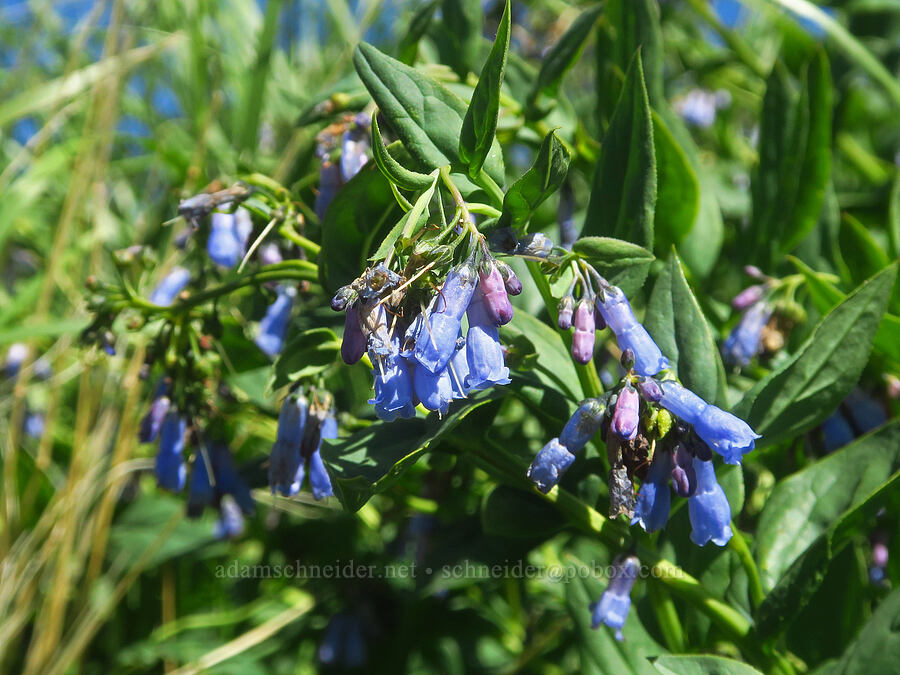 bluebells (Mertensia ciliata) [Big Indian Canyon Headwall, Steens Mountain, Harney County, Oregon]