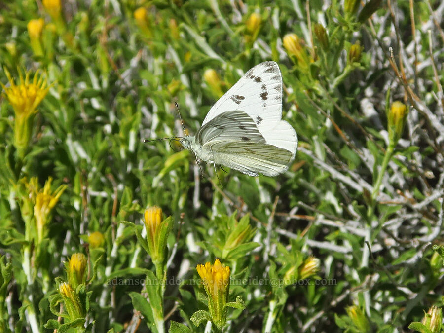 checkered white butterfly & white-stem goldenbush (Pontia protodice, Ericameria discoidea (Haplopappus macronema)) [Big Indian Canyon Headwall, Steens Mountain, Harney County, Oregon]