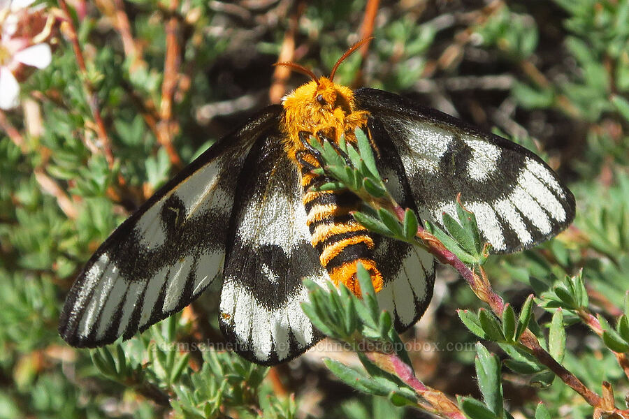 sagebrush sheep moth on shrubby cinquefoil (Hemileuca hera, Dasiphora fruticosa (Potentilla fruticosa)) [Big Indian Canyon Headwall, Steens Mountain, Harney County, Oregon]
