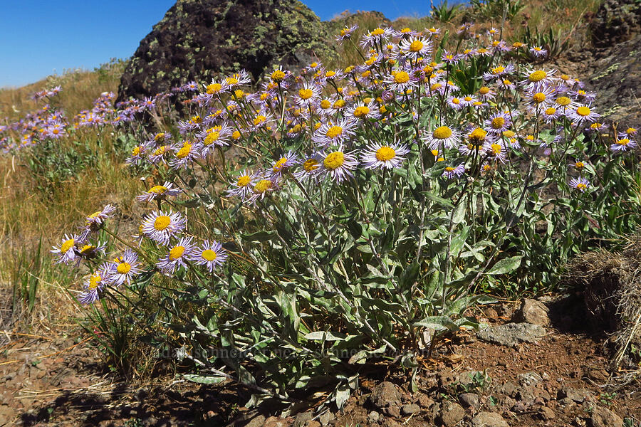 showy fleabane (Erigeron speciosus) [Big Indian Canyon Headwall, Steens Mountain, Harney County, Oregon]