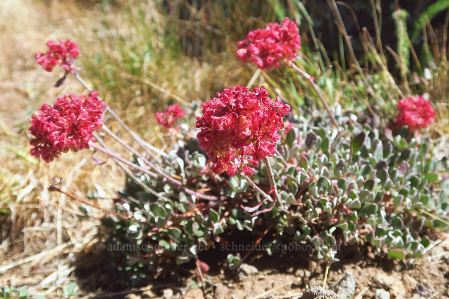 red sulphur-flower buckwheat (Eriogonum umbellatum) [Big Indian Canyon Headwall, Steens Mountain, Harney County, Oregon]