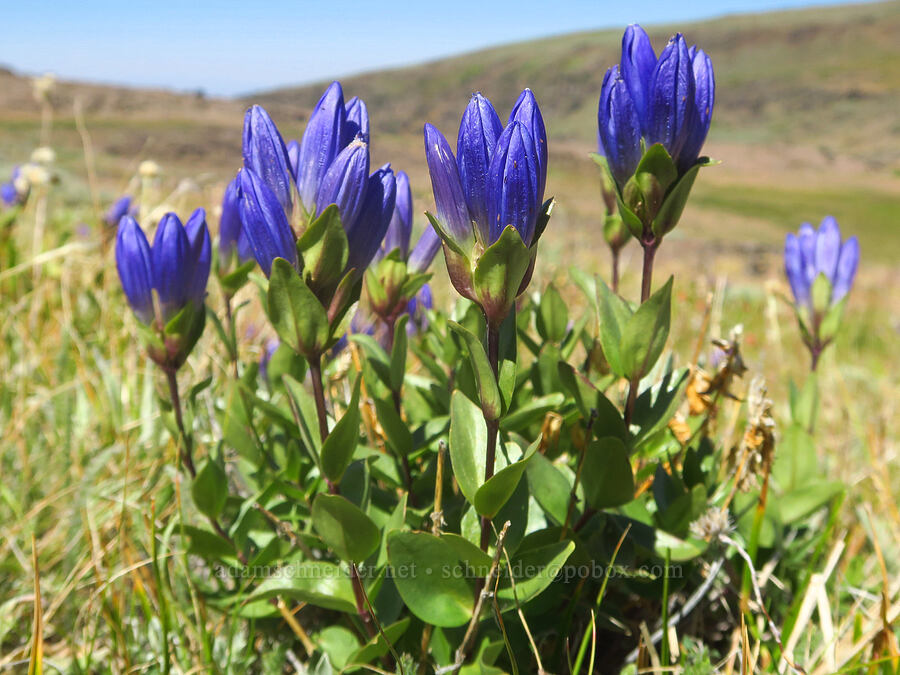 pleated gentian (Gentiana affinis) [Big Indian Canyon Headwall, Steens Mountain, Harney County, Oregon]