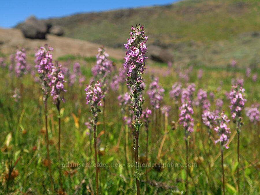 little elephant's-head lousewort (Pedicularis attollens) [Big Indian Headwall Trail, Steens Mountain, Harney County, Oregon]