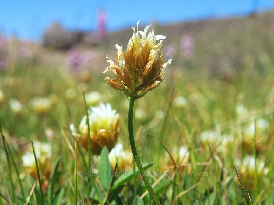Hansen's long-stalk clover (Trifolium longipes var. hansenii (Trifolium hansenii)) [Big Indian Headwall Trail, Steens Mountain, Harney County, Oregon]