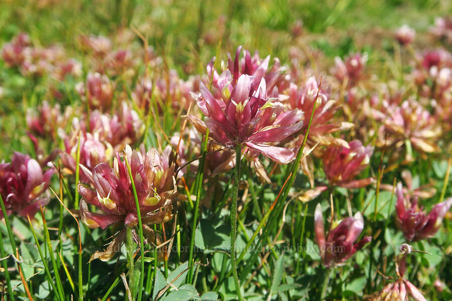 many-stalked clover (Trifolium longipes var. multipedunculatum) [Big Indian Headwall Trail, Steens Mountain, Harney County, Oregon]
