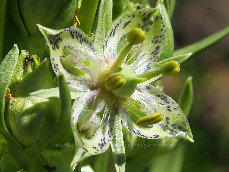 monument plant flower (Frasera speciosa) [Big Indian Headwall Trail, Steens Mountain, Harney County, Oregon]