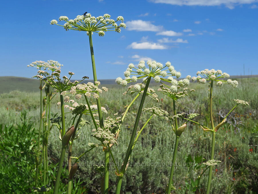 sharp-tooth angelica (Angelica arguta) [South Loop Road, Steens Mountain, Harney County, Oregon]