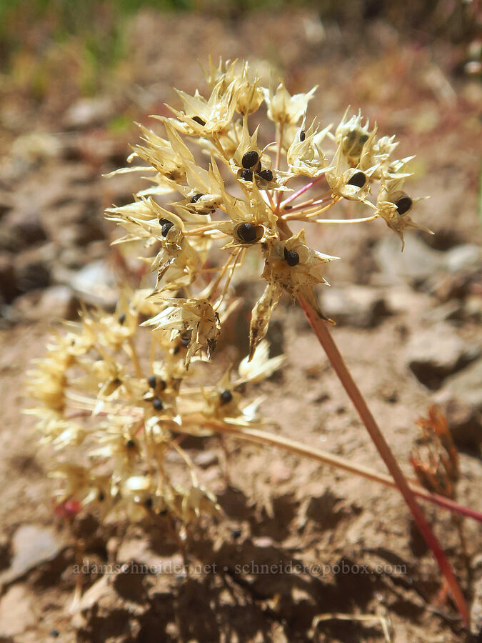 wild onion, gone to seed (Allium sp.) [South Loop Road, Steens Mountain, Harney County, Oregon]