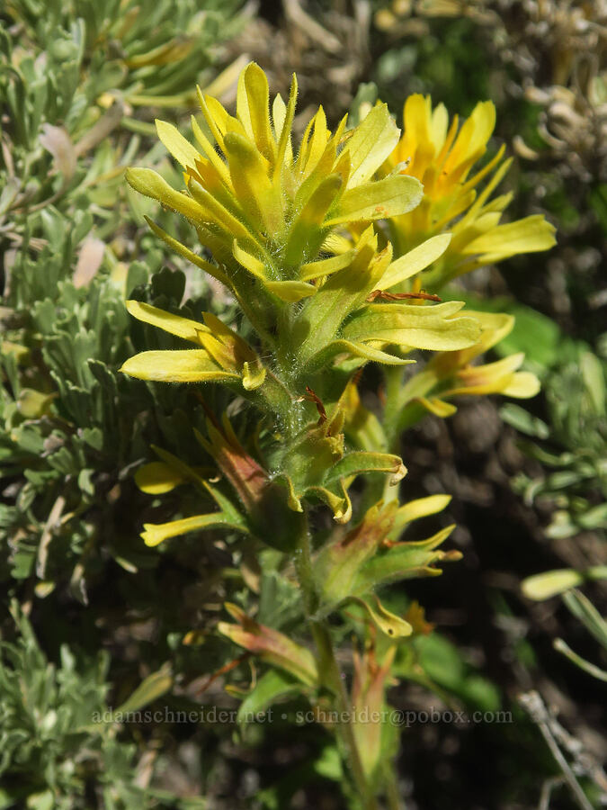yellow wavy-leaf paintbrush (Castilleja applegatei var. pinetorum) [South Loop Road, Steens Mountain, Harney County, Oregon]