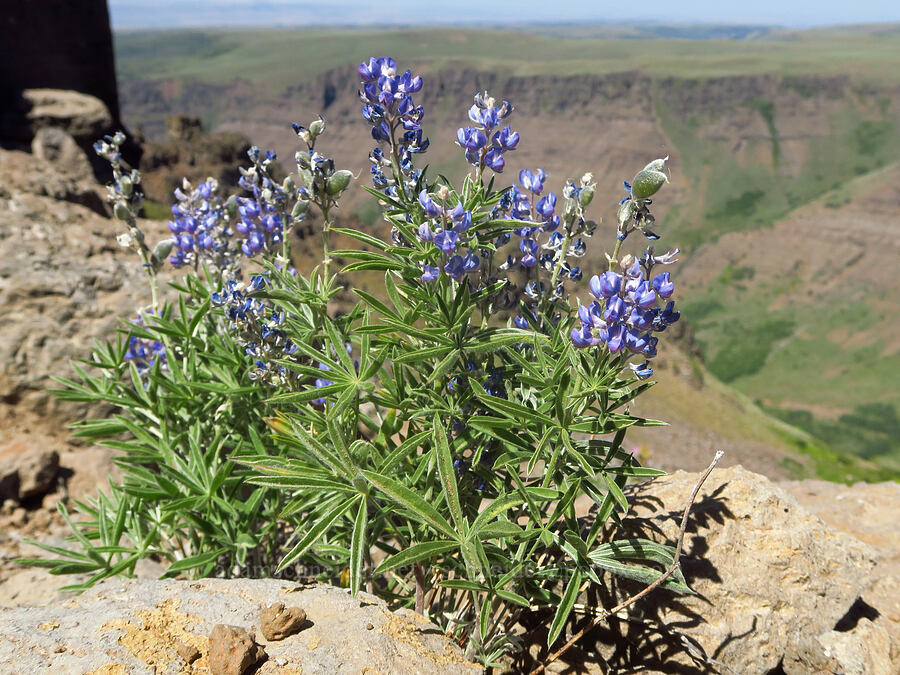 lupines (Lupinus sp.) [South Loop Road, Steens Mountain, Harney County, Oregon]