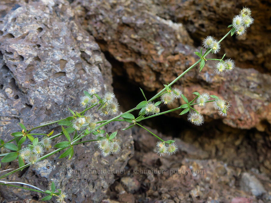 intermountain bedstraw, going to seed (Galium serpenticum (Galium multiflorum)) [South Loop Road, Steens Mountain, Harney County, Oregon]