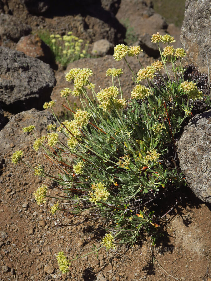 parsnip-flower buckwheat (Eriogonum heracleoides) [South Loop Road, Steens Mountain, Harney County, Oregon]