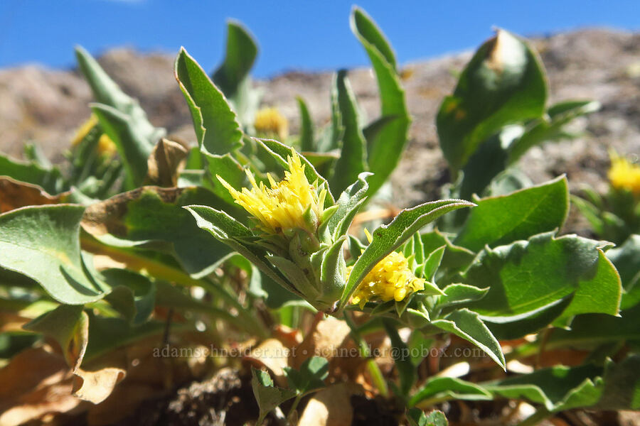 Cusick's golden-weed (Pyrrocoma carthamoides var. cusickii (Haplopappus carthamoides)) [South Loop Road, Steens Mountain, Harney County, Oregon]