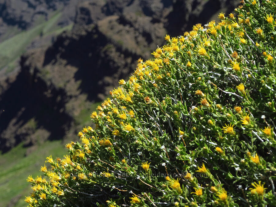 white-stem goldenbrush (Ericameria discoidea (Haplopappus macronema)) [East Rim Viewpoint, Steens Mountain, Harney County, Oregon]