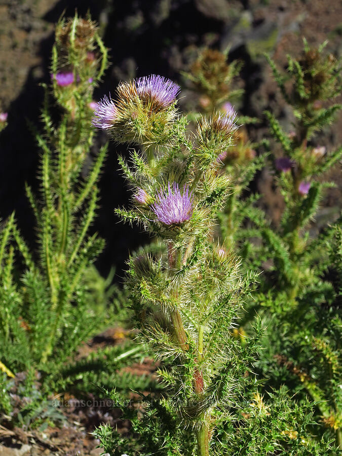 Steens Mountain thistle (Cirsium peckii (Cirsium eatonii var. peckii)) [East Rim Viewpoint, Steens Mountain, Harney County, Oregon]