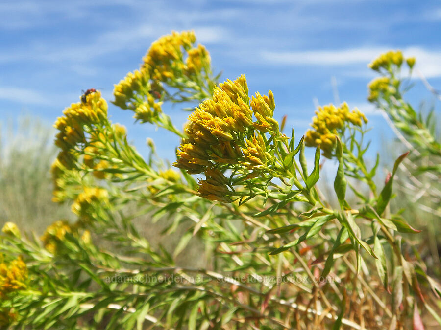 yellow rabbit-brush (Chrysothamnus viscidiflorus (Ericameria viscidiflora)) [Frazier Spring Road, Steens Mountain, Harney County, Oregon]