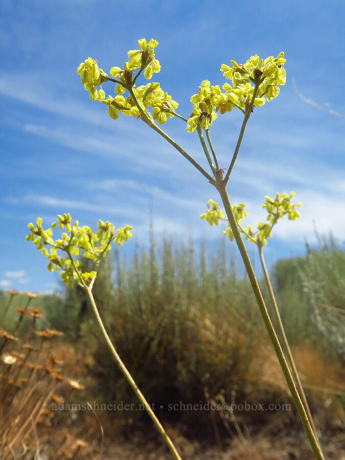 Goose Lake buckwheat (Eriogonum strictum var. anserinum) [Frazier Spring Road, Steens Mountain, Harney County, Oregon]