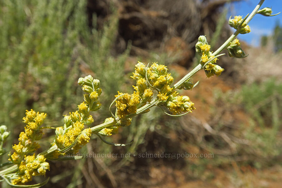 gray sagewort flowers (Artemisia ludoviciana) [North Loop Road, Steens Mountain, Harney County, Oregon]