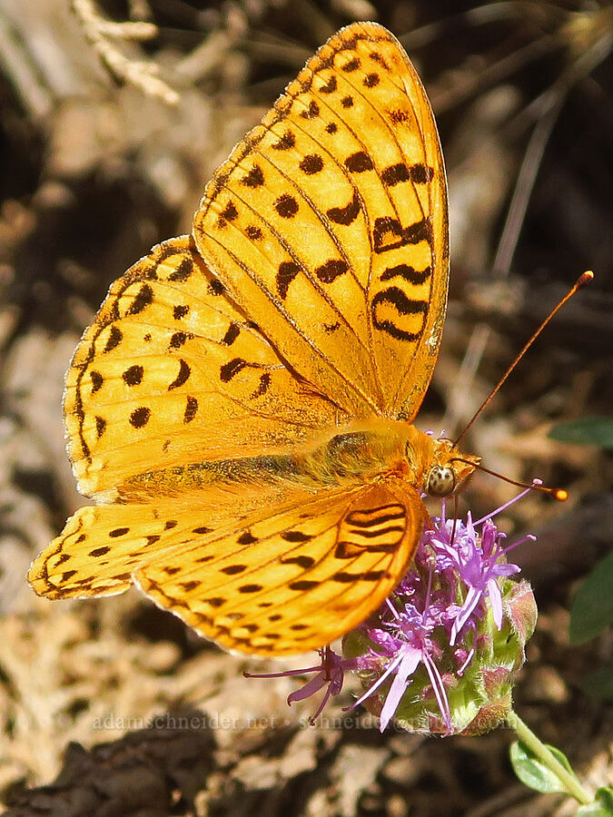 fritillary butterfly (Argynnis sp. (Speyeria sp.)) [North Loop Road, Steens Mountain, Harney County, Oregon]
