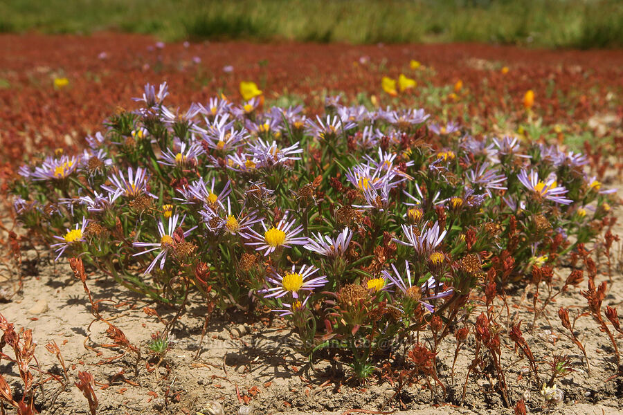 low-growing western mountain asters (Symphyotrichum spathulatum (Aster occidentalis)) [North Loop Road, Steens Mountain, Harney County, Oregon]