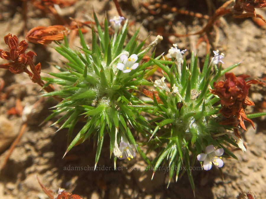 needle-leaf navarretia (Navarretia intertexta) [North Loop Road, Steens Mountain, Harney County, Oregon]
