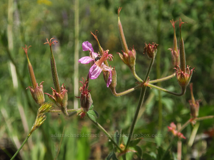 sticky geranium, going to seed (Geranium viscosissimum) [North Loop Road, Steens Mountain, Harney County, Oregon]