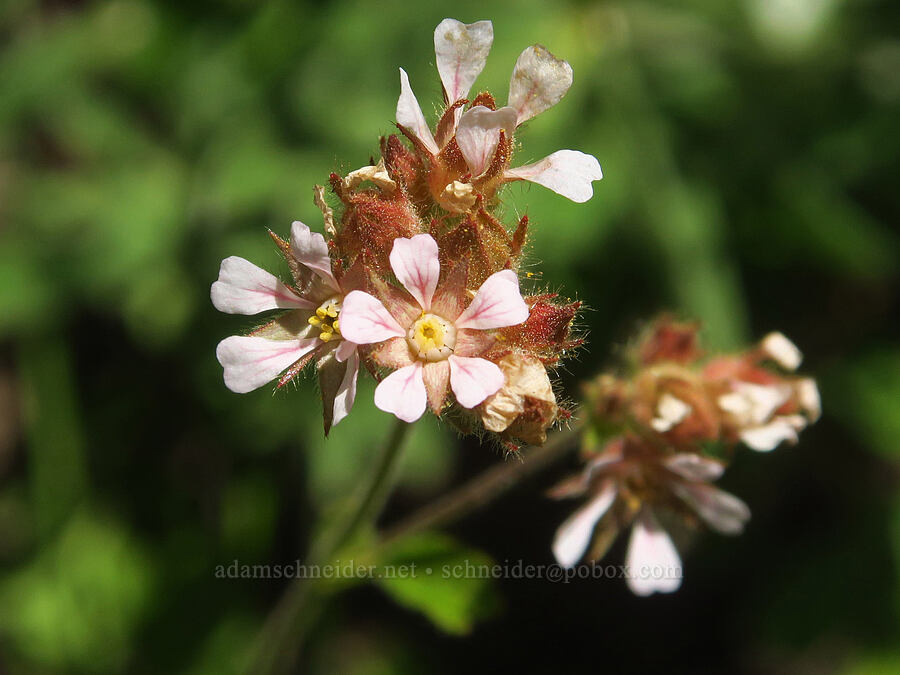 small-flowered horkelia (Horkelia fusca var. parviflora) [North Loop Road, Steens Mountain, Harney County, Oregon]
