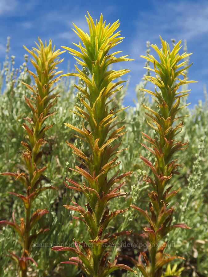 yellow wavy-leaf paintbrush (Castilleja applegatei var. pinetorum) [Lily Lake Campground, Steens Mountain, Harney County, Oregon]