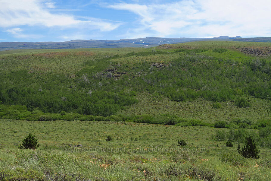 Steens Mountain foothills [Lily Lake Campground, Steens Mountain, Harney County, Oregon]