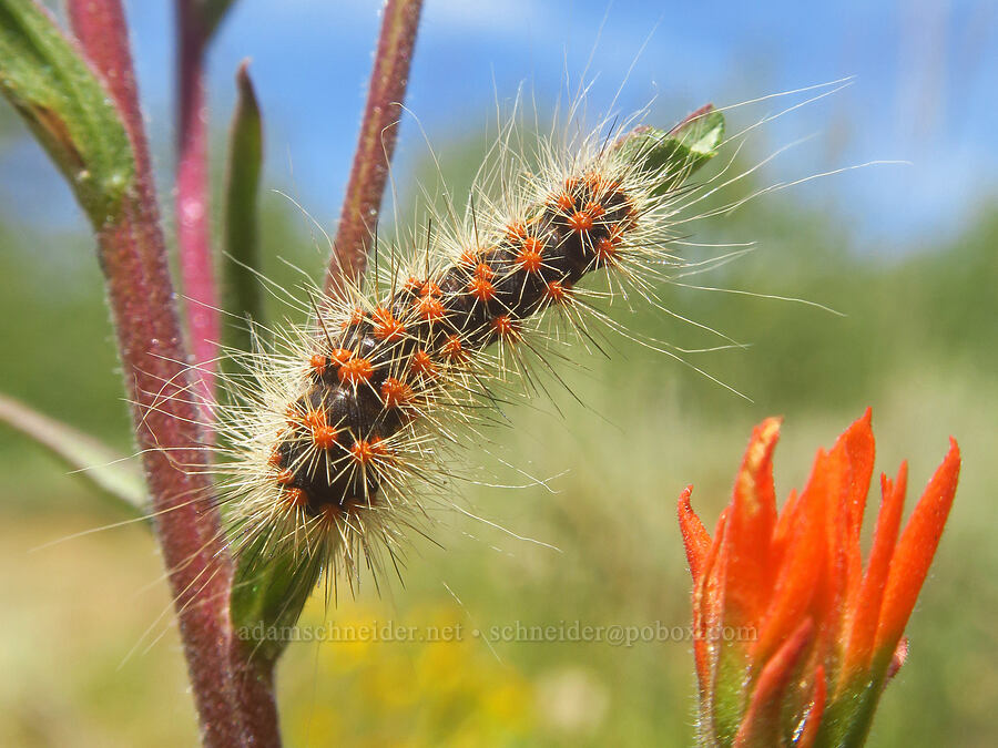 lupine dagger moth caterpillar on paintbrush (Acronicta lupini, Castilleja sp.) [Lily Lake Campground, Steens Mountain, Harney County, Oregon]