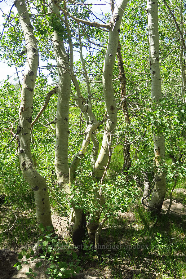 quaking aspens (Populus tremuloides) [Moon Hill Road, Steens Mountain, Harney County, Oregon]